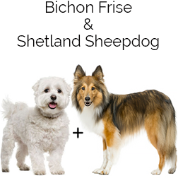 Shelchon Dog